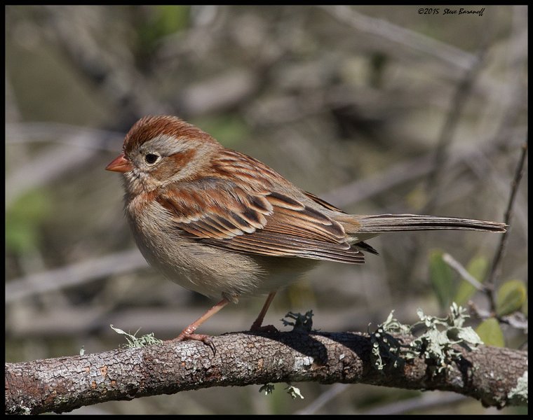 _5SB9890 field sparrow.jpg